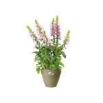 vibia campana round 20cm sage green